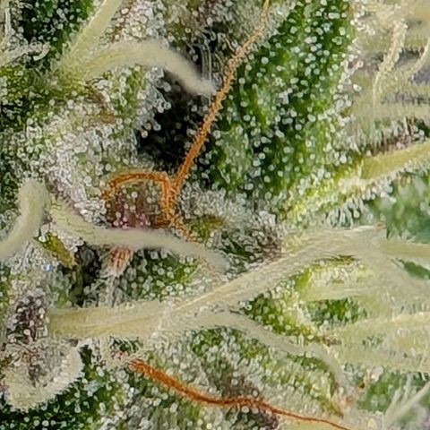 Fat Banana Auto growlog timeline photo