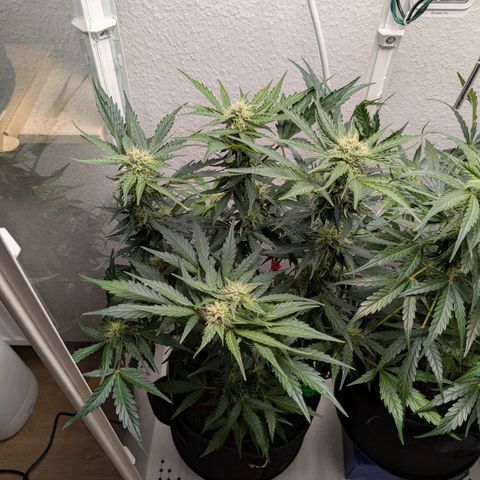 Fat Banana Auto growlog timeline photo