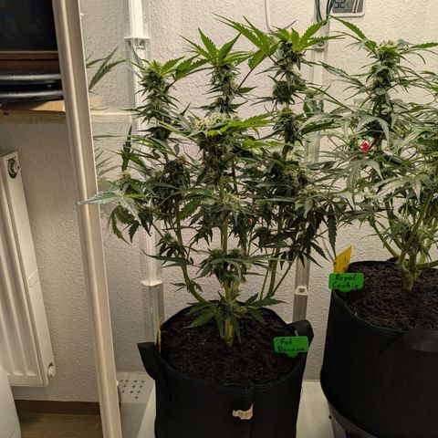 Fat Banana Auto growlog timeline photo