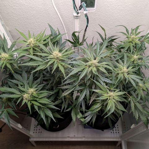 Fat Banana Auto growlog timeline photo