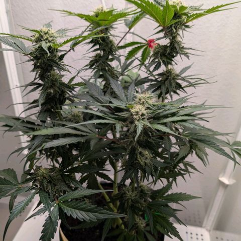 Fat Banana Auto growlog timeline photo