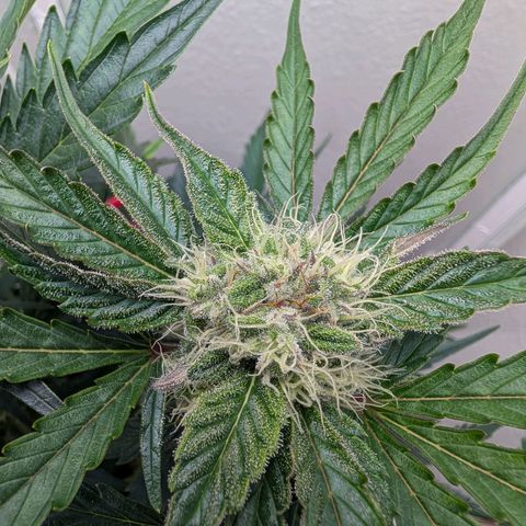 Fat Banana Auto growlog timeline photo