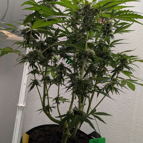 Fat Banana Auto growlog timeline photo