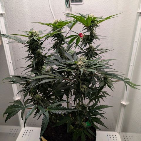 Fat Banana Auto growlog timeline photo