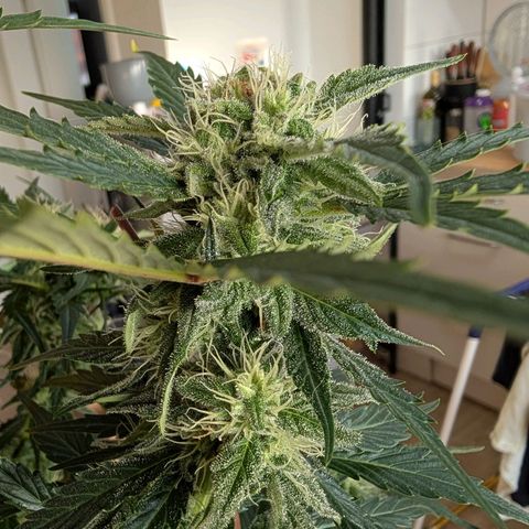 Fat Banana Auto growlog timeline photo