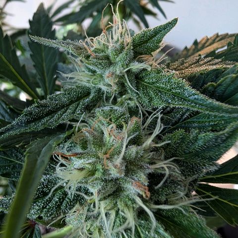 Fat Banana Auto growlog timeline photo