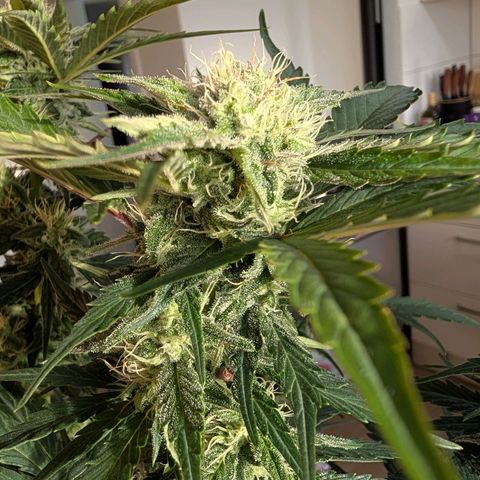 Fat Banana Auto growlog timeline photo