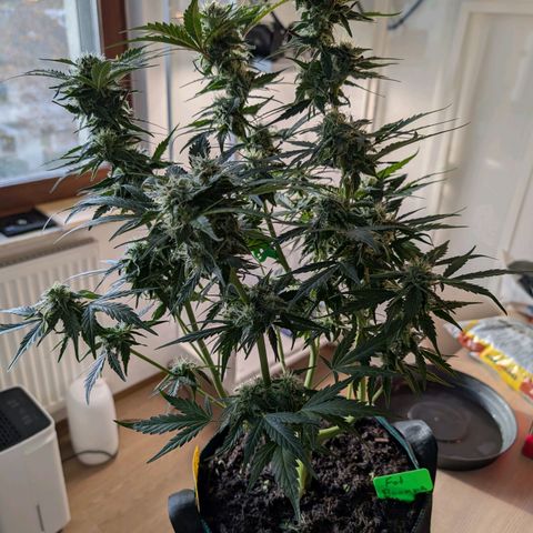 Fat Banana Auto growlog timeline photo