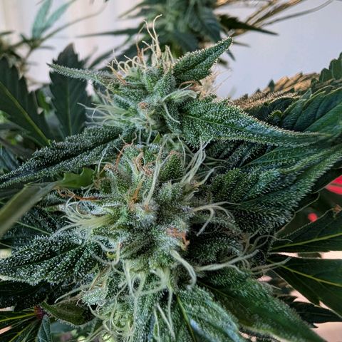 Fat Banana Auto growlog timeline photo