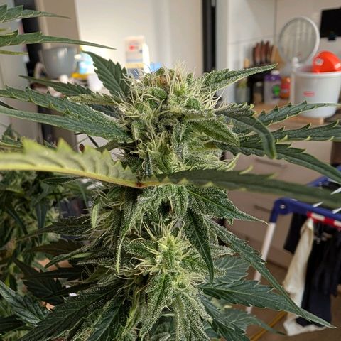 Fat Banana Auto growlog timeline photo