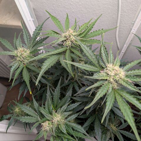 Fat Banana Auto growlog timeline photo