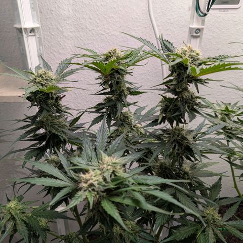 Fat Banana Auto growlog timeline photo