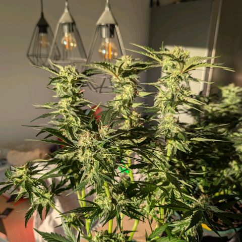 Fat Banana Auto growlog timeline photo