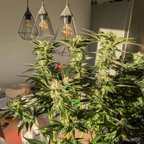 Fat Banana Auto growlog timeline photo