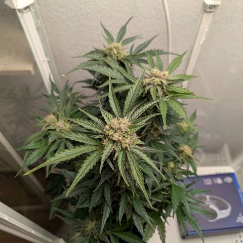 Fat Banana Auto growlog timeline photo