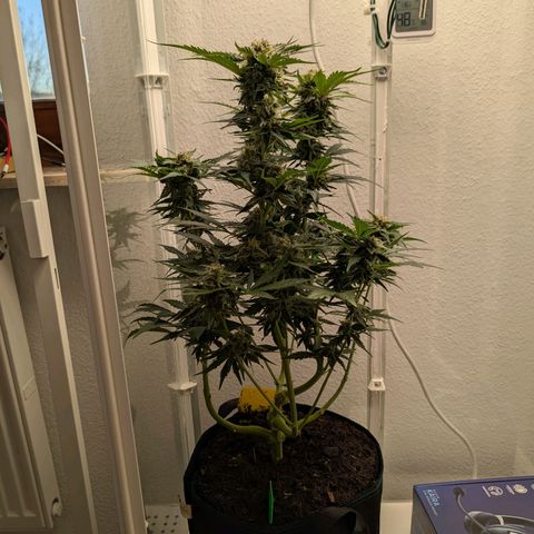 Fat Banana Auto growlog timeline photo