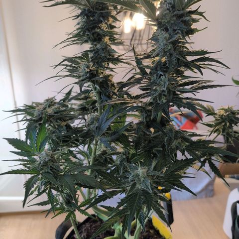 Fat Banana Auto growlog timeline photo