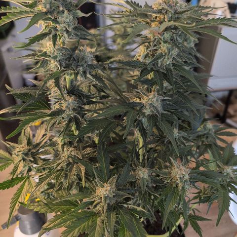 Fat Banana Auto growlog timeline photo