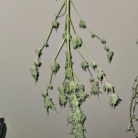Northern Light growlog photo: Indoor Grow ohne extra Zubehör und Zelt. Ist gut gelungen 👍 MarsHydro1000 Lampe.