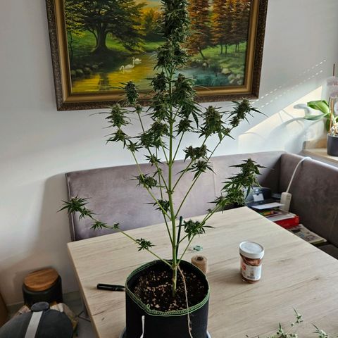 Northern Light growlog photo: Indoor Grow ohne extra Zubehör und Zelt. Ist gut gelungen 👍 MarsHydro1000 Lampe.