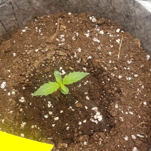 Apple Fritter Automatic growlog timeline photo