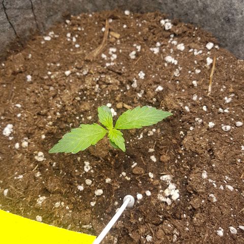 Apple Fritter Automatic growlog timeline photo