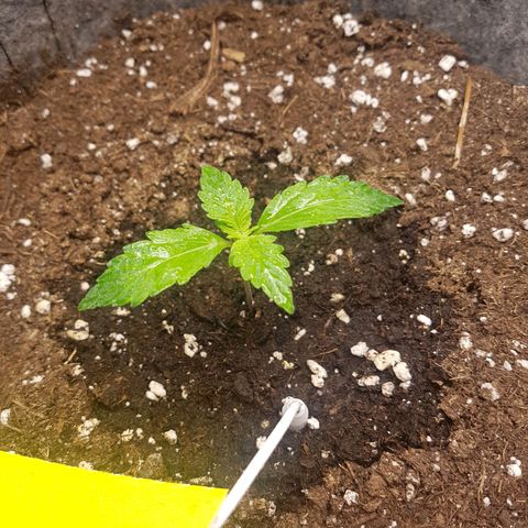 Apple Fritter Automatic growlog timeline photo
