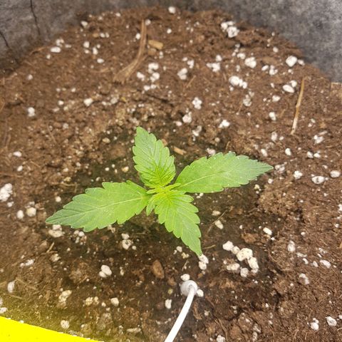 Apple Fritter Automatic growlog timeline photo