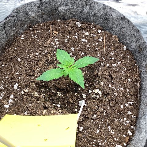 Apple Fritter Automatic growlog timeline photo