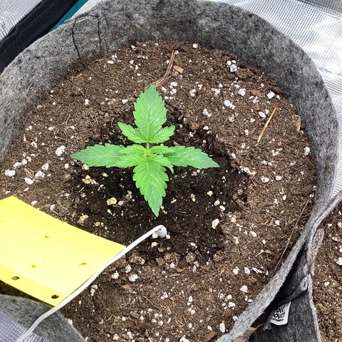 Apple Fritter Automatic growlog timeline photo