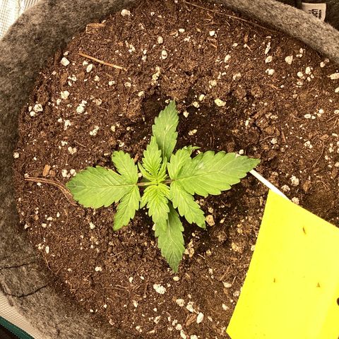 Apple Fritter Automatic growlog timeline photo