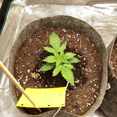 Apple Fritter Automatic growlog timeline photo
