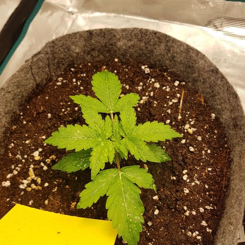 Apple Fritter Automatic growlog timeline photo