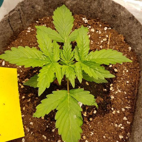 Apple Fritter Automatic growlog timeline photo