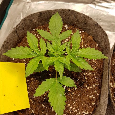 Apple Fritter Automatic growlog timeline photo