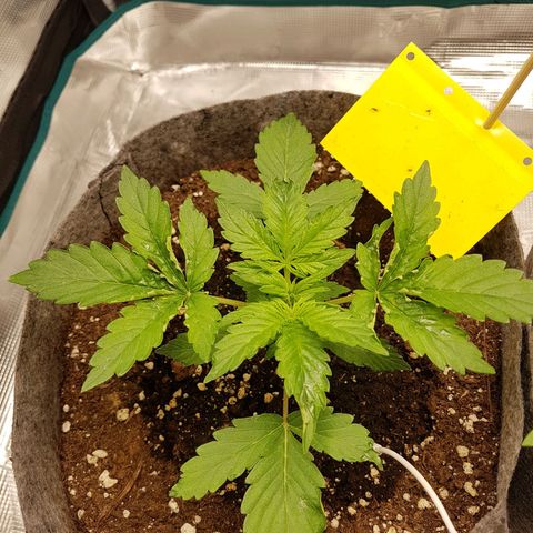 Apple Fritter Automatic growlog timeline photo