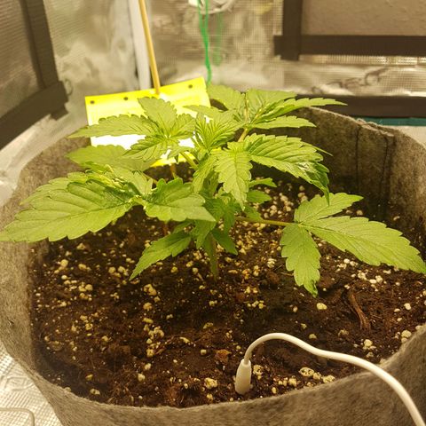 Apple Fritter Automatic growlog timeline photo