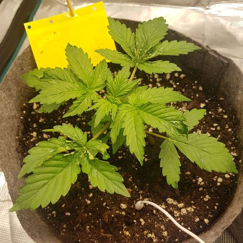 Apple Fritter Automatic growlog timeline photo