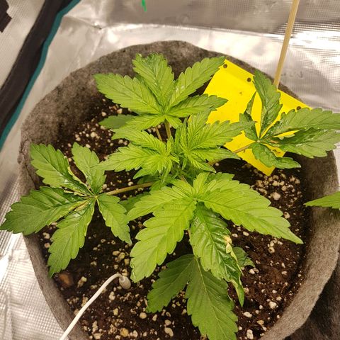 Apple Fritter Automatic growlog timeline photo