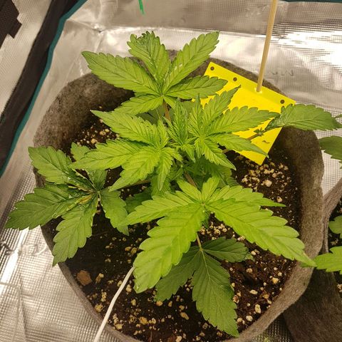 Apple Fritter Automatic growlog timeline photo