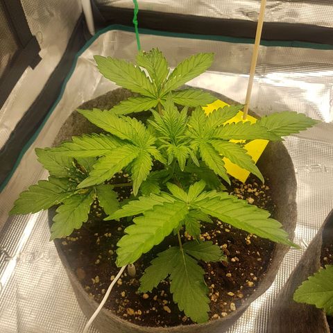 Apple Fritter Automatic growlog timeline photo