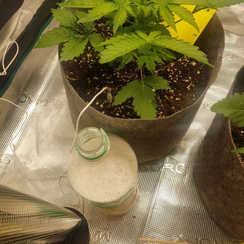 Apple Fritter Automatic growlog timeline photo