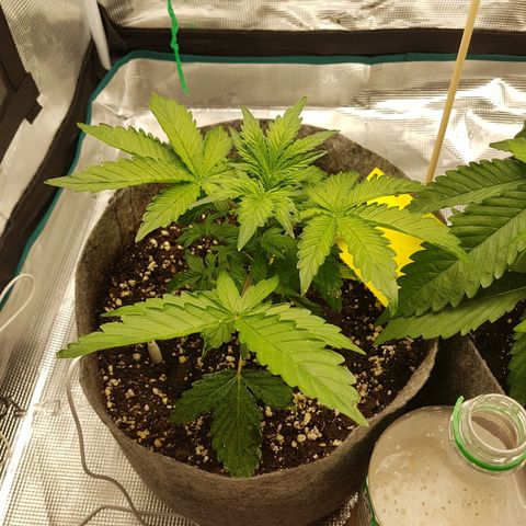 Apple Fritter Automatic growlog timeline photo