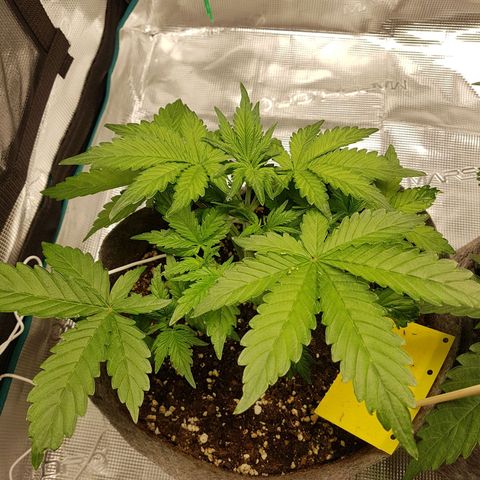 Apple Fritter Automatic growlog timeline photo