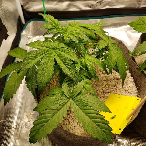 Apple Fritter Automatic growlog timeline photo