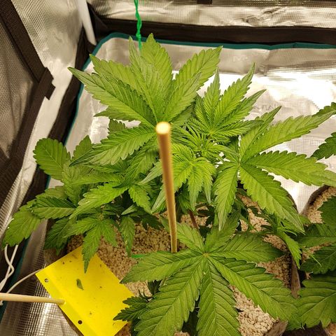 Apple Fritter Automatic growlog timeline photo