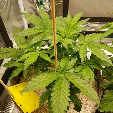 Apple Fritter Automatic growlog timeline photo