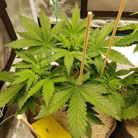 Apple Fritter Automatic growlog timeline photo
