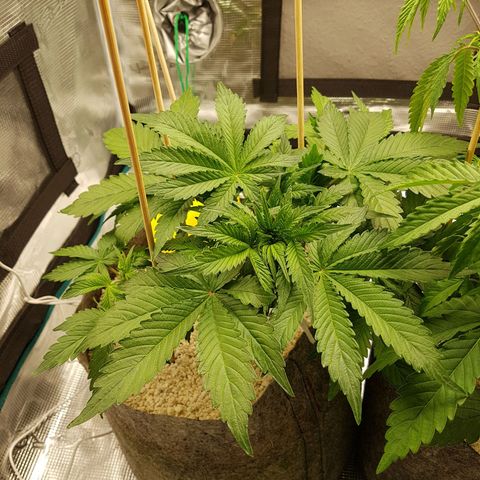 Apple Fritter Automatic growlog timeline photo