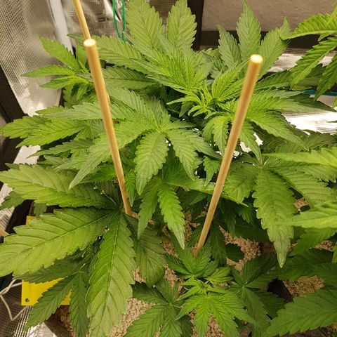 Apple Fritter Automatic growlog timeline photo